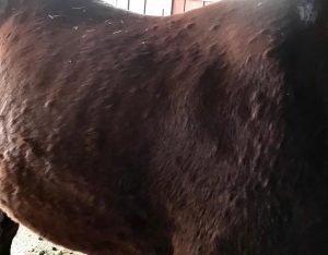 Nesselfieber Pferd Behandlung Homöopathisch